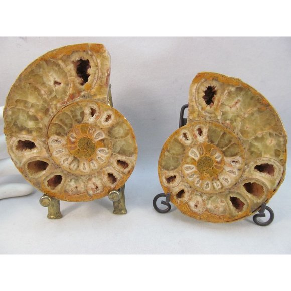 Cut Split Pair Polished Ammonite Fossil Crystal with Stands Small 3" x 2.5" - Picture 15 of 15